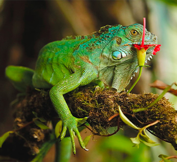 voyage Costa Rica
