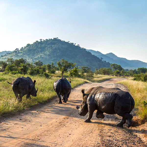 Safaris